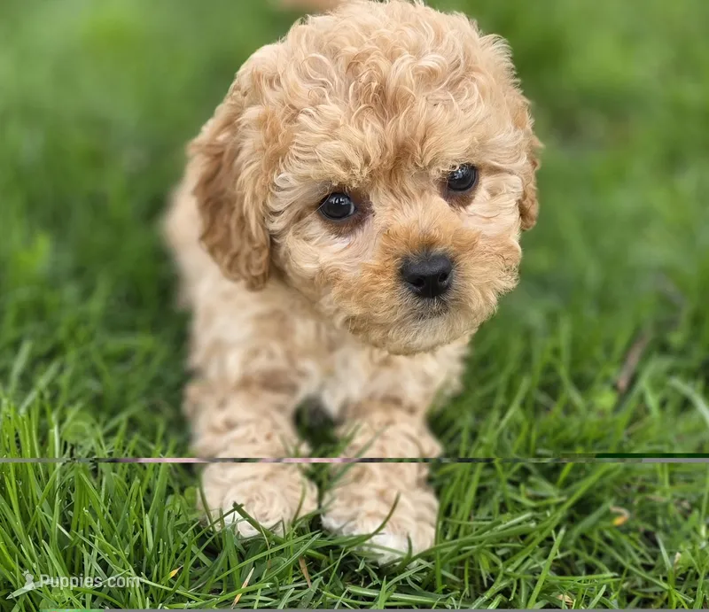 F1b Lady – Cavapoo puppy for sale in Goshen, IN