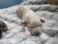 F1b Lady, a female Cavapoo for sale in Goshen, IN – Photo 9 of 9