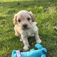 F1b Lady, a female Cavapoo for sale in Goshen, IN – Photo 4 of 9