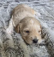 F1b Lady, a female Cavapoo for sale in Goshen, IN – Photo 7 of 9
