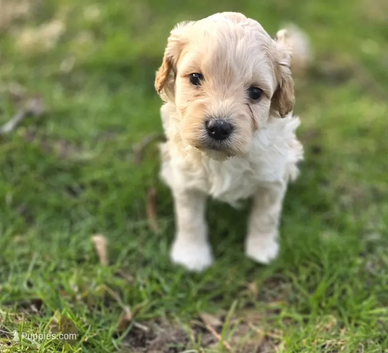 F1b Lady – Cavapoo puppy for sale in Goshen, IN