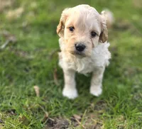 F1b Lady, a female Cavapoo for sale in Goshen, IN – Photo 1 of 9