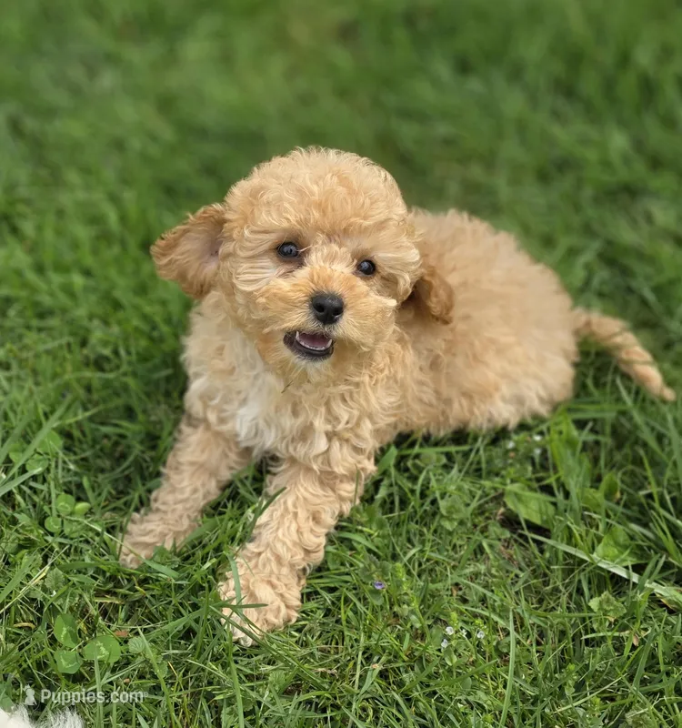 F1b Lady – Cavapoo puppy for sale in Goshen, IN