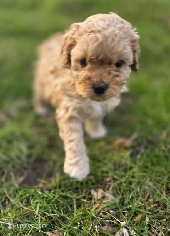 F1b Lady – Cavapoo puppy for sale in Goshen, IN