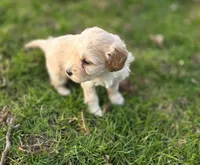F1b Lady, a female Cavapoo for sale in Goshen, IN – Photo 3 of 9