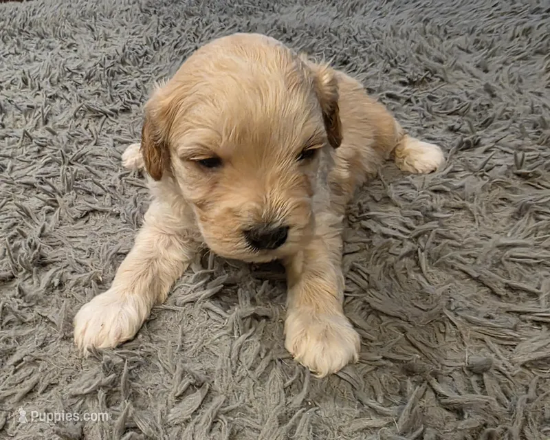 Lady – Cavapoo puppy for sale in Goshen, IN