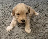 F1b Lady, a female Cavapoo for sale in Goshen, IN – Photo 5 of 9