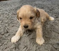 F1b Lady, a female Cavapoo for sale in Goshen, IN – Photo 6 of 9