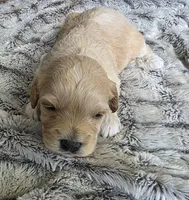 F1b Lady, a female Cavapoo for sale in Goshen, IN – Photo 8 of 9