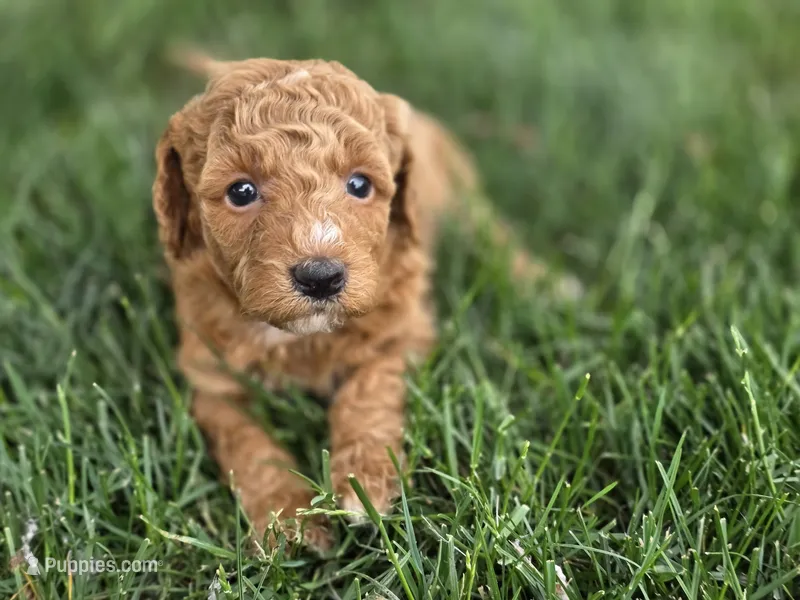 F1b Kimmie – Miniature Goldendoodle puppy for sale in Goshen, IN