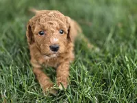 F1b Kimmie, a female Miniature Goldendoodle for sale in Goshen, IN – 1 of 2