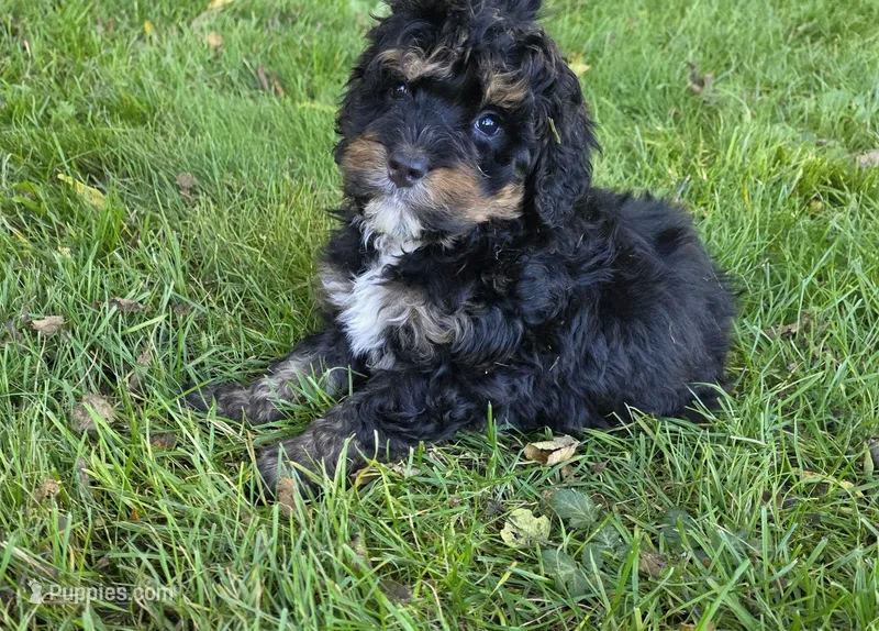 F1b Leo – Miniature Bernedoodle puppy for sale in Goshen, IN