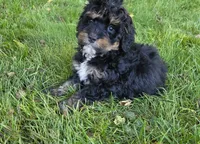 F1b Leo, a male Miniature Bernedoodle for sale in Goshen, IN – 1 of 7