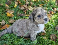 F1b Mini Willy, a male Miniature Bernedoodle for sale in Goshen, IN – 4 of 7