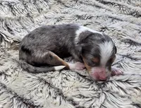 F1b Darling, a male Miniature Bernedoodle for sale in Goshen, IN – 3 of 5