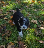 F1b Bessie, a female Miniature Bernedoodle for sale in Goshen, IN – 4 of 9