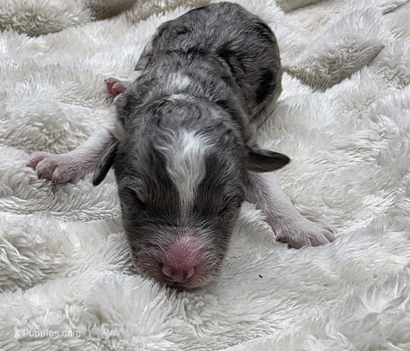 F1b Stella – Miniature Bernedoodle puppy for sale in Goshen, IN