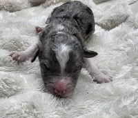 F1b Stella, a female Miniature Bernedoodle for sale in Goshen, IN – 1 of 5