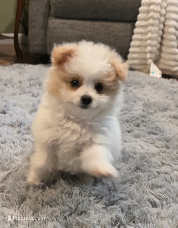 Mikey – Pomapoo puppy for sale in Goshen, IN