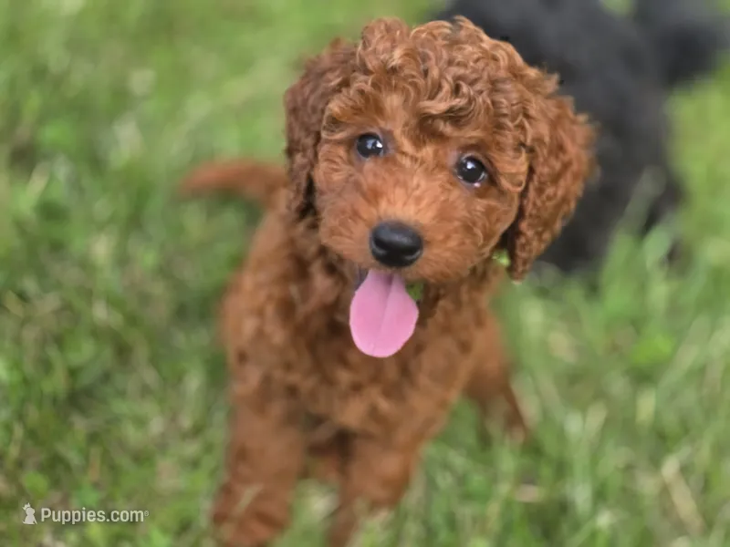 F1b Nina – Miniature Goldendoodle puppy for sale in Goshen, IN