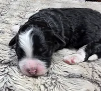 F1b Rickie, a male Miniature Bernedoodle for sale in Goshen, IN – 1 of 6