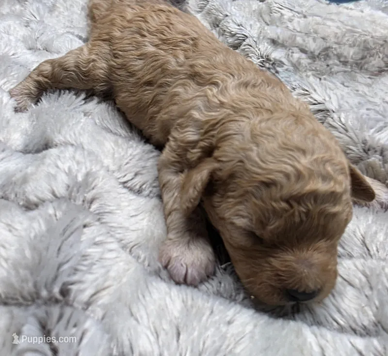 Hank – Cavapoo puppy for sale in Goshen, IN