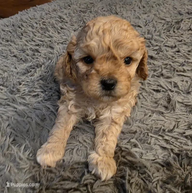 Hank – Cavapoo puppy for sale in Goshen, IN