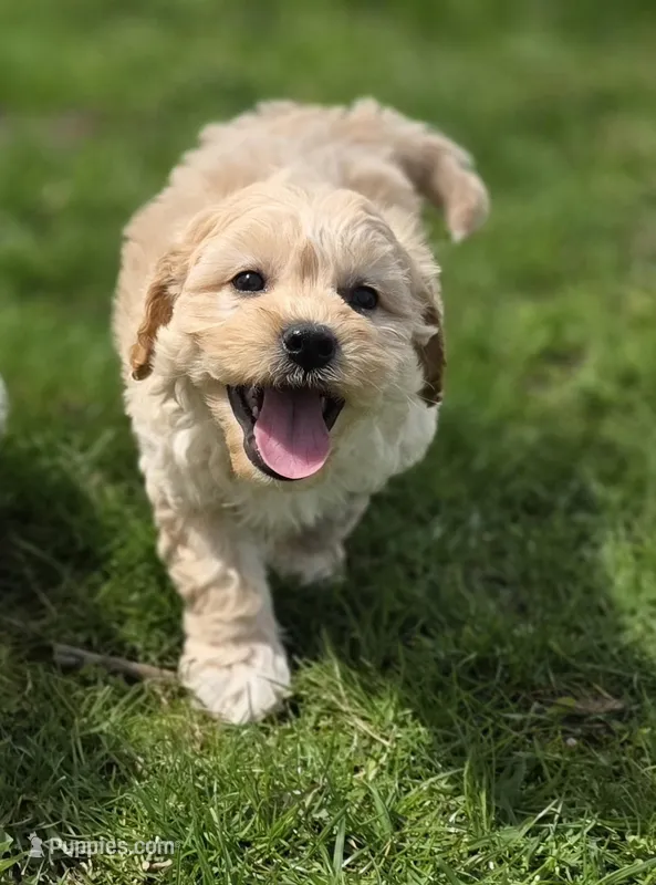 F1b Hank – Cavapoo puppy for sale in Goshen, IN