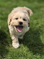 F1b Hank, a male Cavapoo for sale in Goshen, IN – 6 of 9
