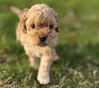 F1b Hank, a male Cavapoo for sale in Goshen, IN – Photo 1 of 7