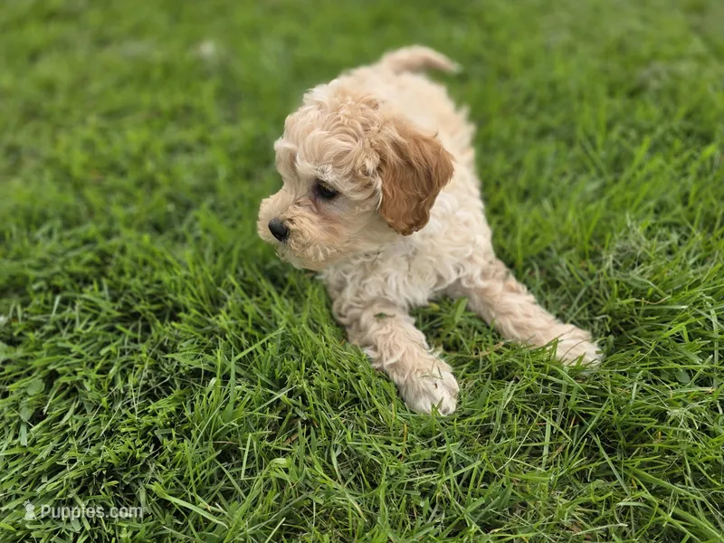 F1b Hank – Cavapoo puppy for sale in Goshen, IN