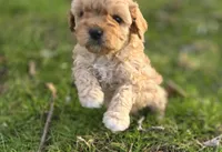 F1b Hank, a male Cavapoo for sale in Goshen, IN – Photo 3 of 7