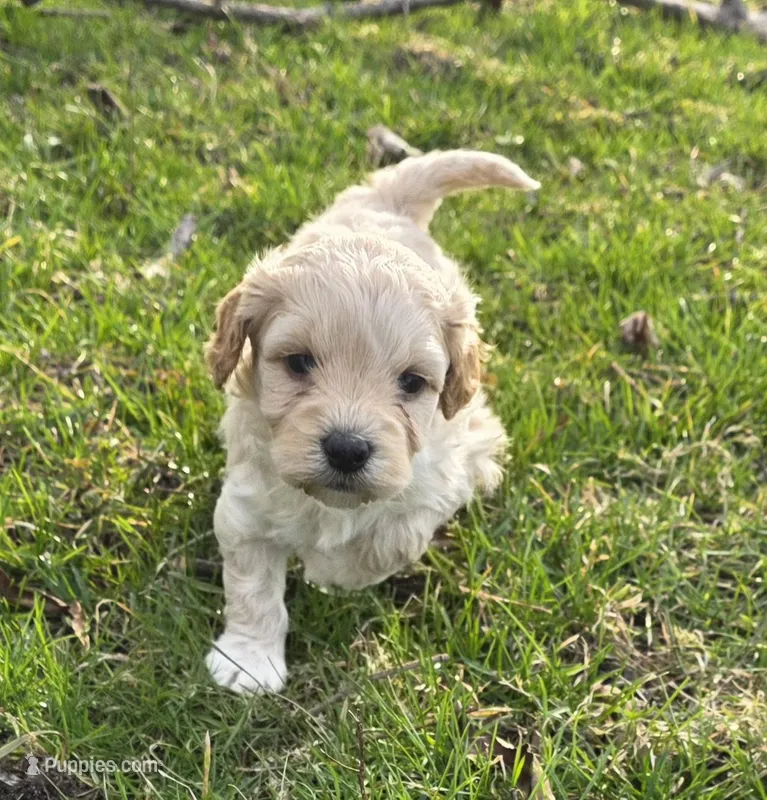 F1b Hank – Cavapoo puppy for sale in Goshen, IN