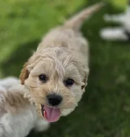 F1b Hank, a male Cavapoo for sale in Goshen, IN – 8 of 9