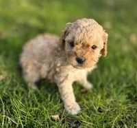 F1b Hank, a male Cavapoo for sale in Goshen, IN – Photo 2 of 7