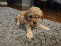 F1b Hank, a male Cavapoo for sale in Goshen, IN – Photo 5 of 7