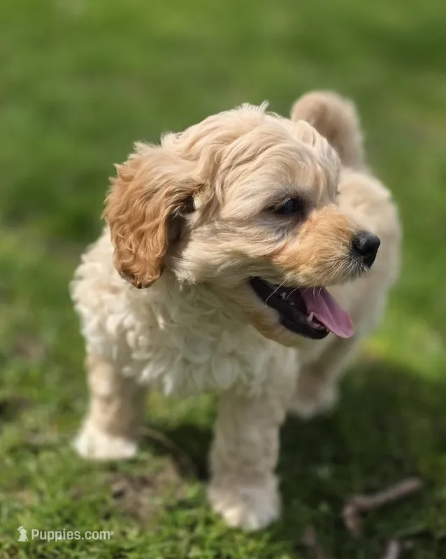 F1b Hank – Cavapoo puppy for sale in Goshen, IN