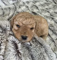 F1b Hank, a male Cavapoo for sale in Goshen, IN – Photo 6 of 7