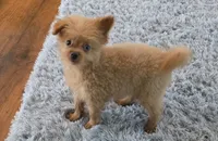 Murphy, a male Pomapoo for sale in Goshen, IN – 6 of 6
