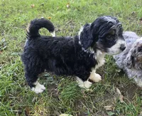 F1b Bessie, a female Miniature Bernedoodle for sale in Goshen, IN – 2 of 9