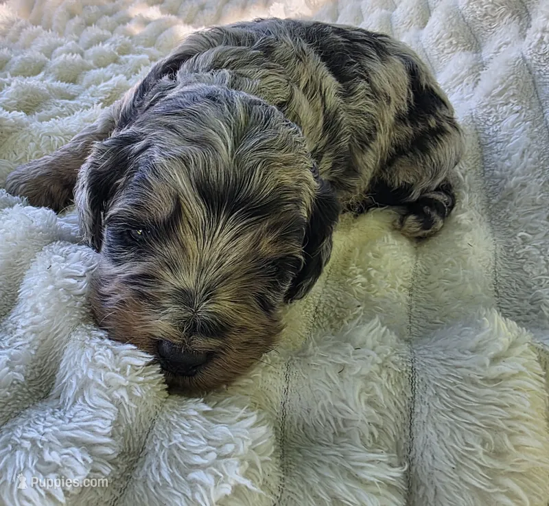 F1b Hank – Miniature Bernedoodle puppy for sale in Goshen, IN