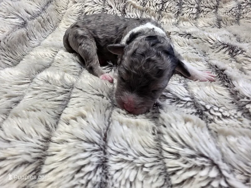 F1b Mikey – Miniature Bernedoodle puppy for sale in Goshen, IN