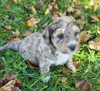 F1b Mini Willy, a male Miniature Bernedoodle for sale in Goshen, IN – 3 of 7