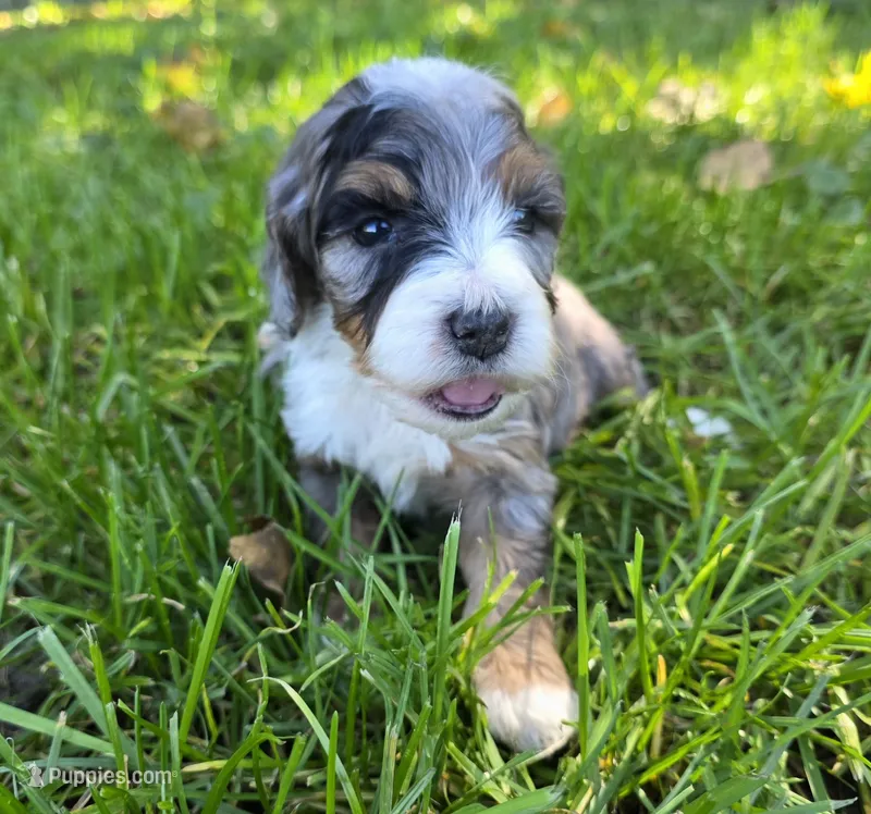 F1b Dapple – Miniature Bernedoodle puppy for sale in Goshen, IN
