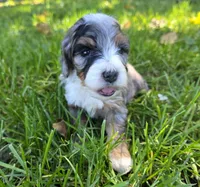 F1b Dapple, a female Miniature Bernedoodle for sale in Goshen, IN – 4 of 8
