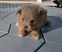 Shep, a male Pomapoo for sale in Goshen, IN – Photo 3 of 5