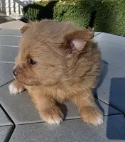 Shep, a male Pomapoo for sale in Goshen, IN – Photo 4 of 5