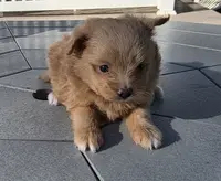 Shep, a male Pomapoo for sale in Goshen, IN – Photo 2 of 5
