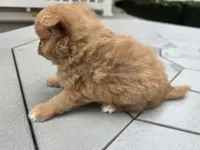 Shep, a male Pomapoo for sale in Goshen, IN – Photo 5 of 5