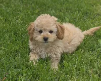 F1b Lady, a female Cavapoo for sale in Goshen, IN – 5 of 7